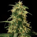 Silver Star Haze (Bulldog Seeds)