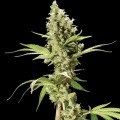 Sour Diesel (Bulldog Seeds)