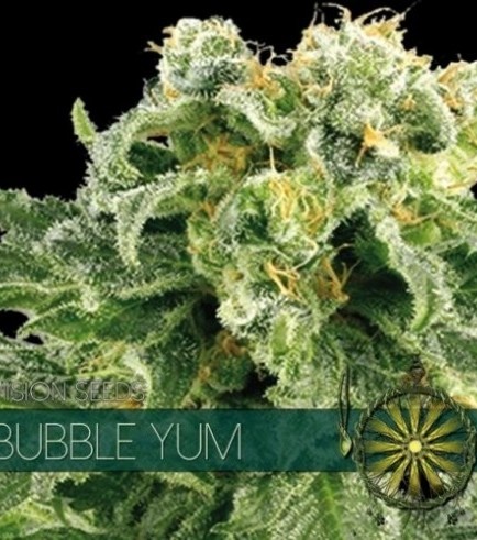 Bubble Yum (Vision Seeds)