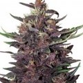 Buddha Purple Kush (Buddha Seeds)