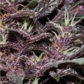 Buddha Purple Kush (Buddha Seeds)