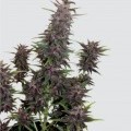 Buddha Purple Kush (Buddha Seeds)