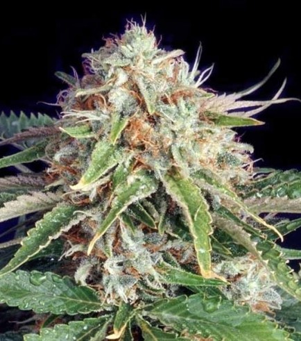 Fast Ryder II (Bulldog Seeds)