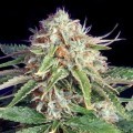 Fast Ryder II (Bulldog Seeds)