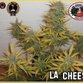 L.A. Cheese (Big Buddha Seeds)