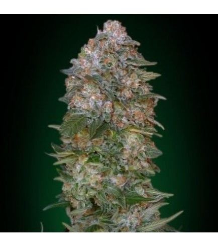 Critical Soma (Advanced Seeds)