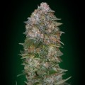 Critical Soma (Advanced Seeds)