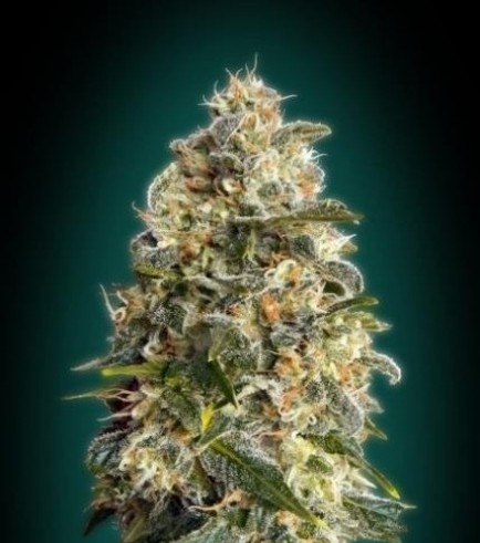 Heavy Bud (Advanced Seeds)