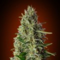 Kali 47 (Advanced Seeds)