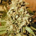 Somango Widow (Advanced Seeds)