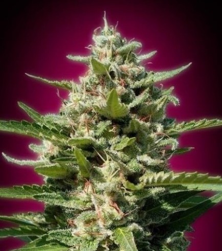 White Kush (Advanced Seeds)