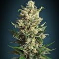 Ice Kush (Advanced Seeds)