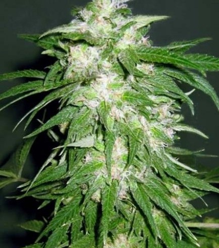 Ice Kush (Advanced Seeds)