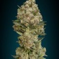 Critical (Advanced Seeds)