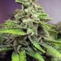 Afghan Skunk (Advanced Seeds)