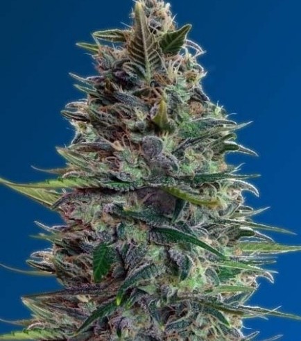 Auto Blue Diesel (Advanced Seeds)