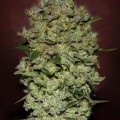 Auto Bio Diesel Mass (Advanced Seeds)