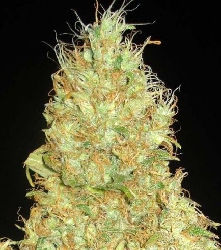 Fruity Chronic Juice (Delicious Seeds)