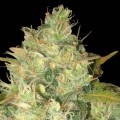 Black Russian (Delicious Seeds)