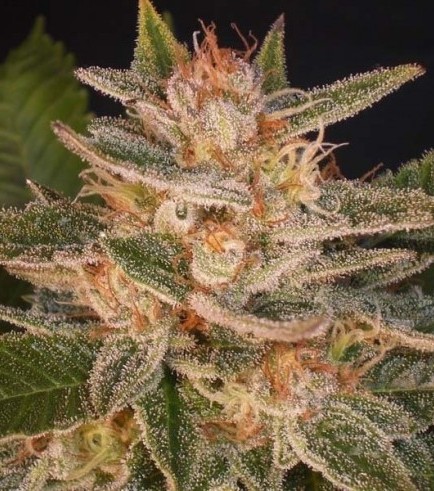Cheese Candy (Delicious Seeds)