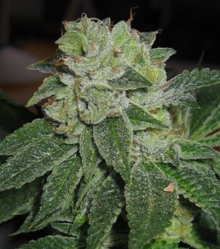 MK-Ultra (T.H. Seeds)