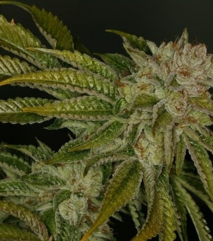 MK-Ultra (T.H. Seeds)