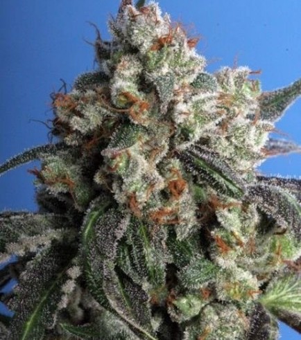 Burmese Kush (T.H. Seeds)