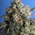 Burmese Kush (T.H. Seeds)