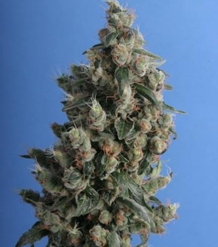 Kushage (T.H. Seeds)