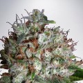 Big Bud XXL (Ministry of Cannabis)