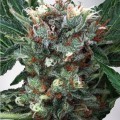 Zensation (Ministry of Cannabis)