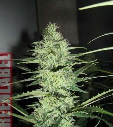 Ace Silver Haze (Greenlabel Seeds)