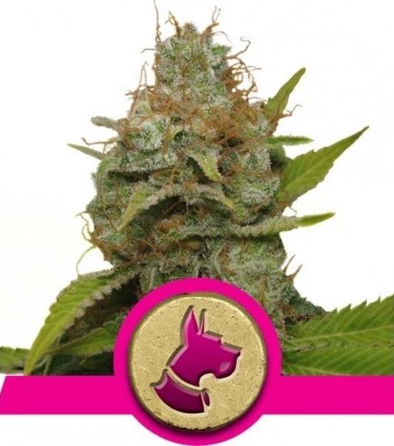 Kali Dog (Royal Queen Seeds)