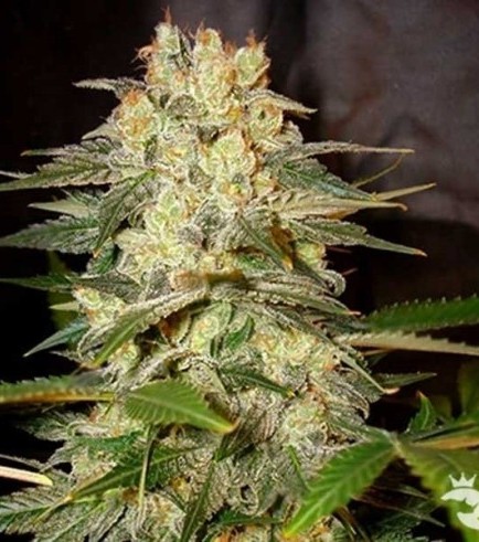 Afghan Kush Ryder (World Of Seeds)