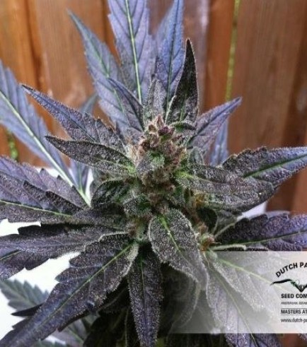 AutoXtreme (Dutch Passion)