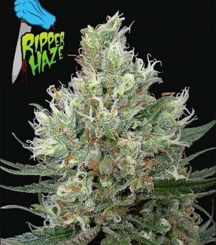 Ripper Haze (Ripper Seeds)