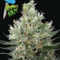 Ripper Haze (Ripper Seeds)