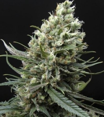 Ripper Haze (Ripper Seeds)