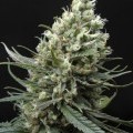 Ripper Haze (Ripper Seeds)