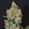 Lavender (CBD Seeds)