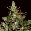 Auto Widow (CBD Seeds)