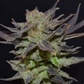 Auto Lavender (CBD Seeds)