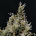 Vanilla Haze (CBD Seeds)