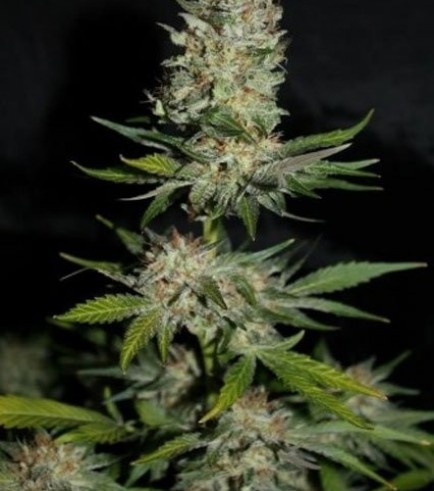 Houchie Kouchie Kush (Makka Seeds)