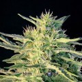 Wombat (Blimburn Seeds)