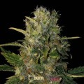 Santa Muerte (Blimburn Seeds)