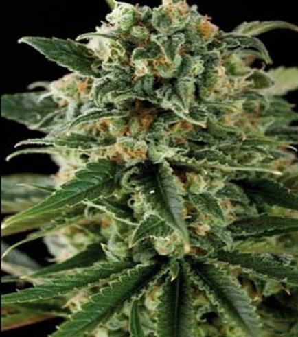 Critical Automatic (Blimburn Seeds)