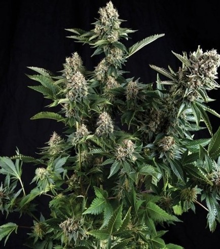 White Widow (Pyramid Seeds)