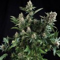 White Widow (Pyramid Seeds)