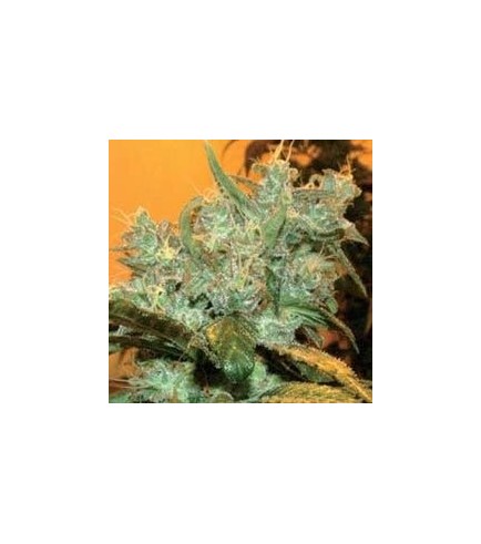 Goxuak Auto (Genehtik Seeds)